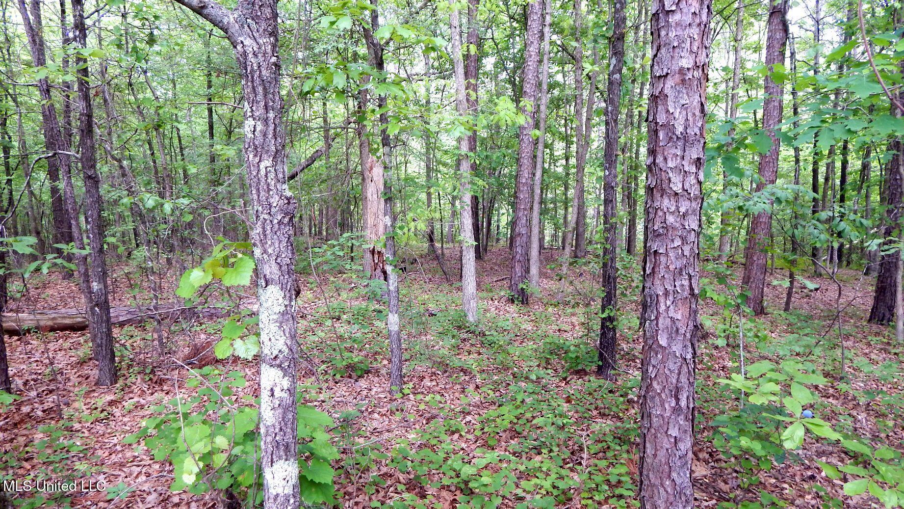 1015 Saulsbury Road Walnut, MS 38683 - Photo 11 of 23 DSCN6839