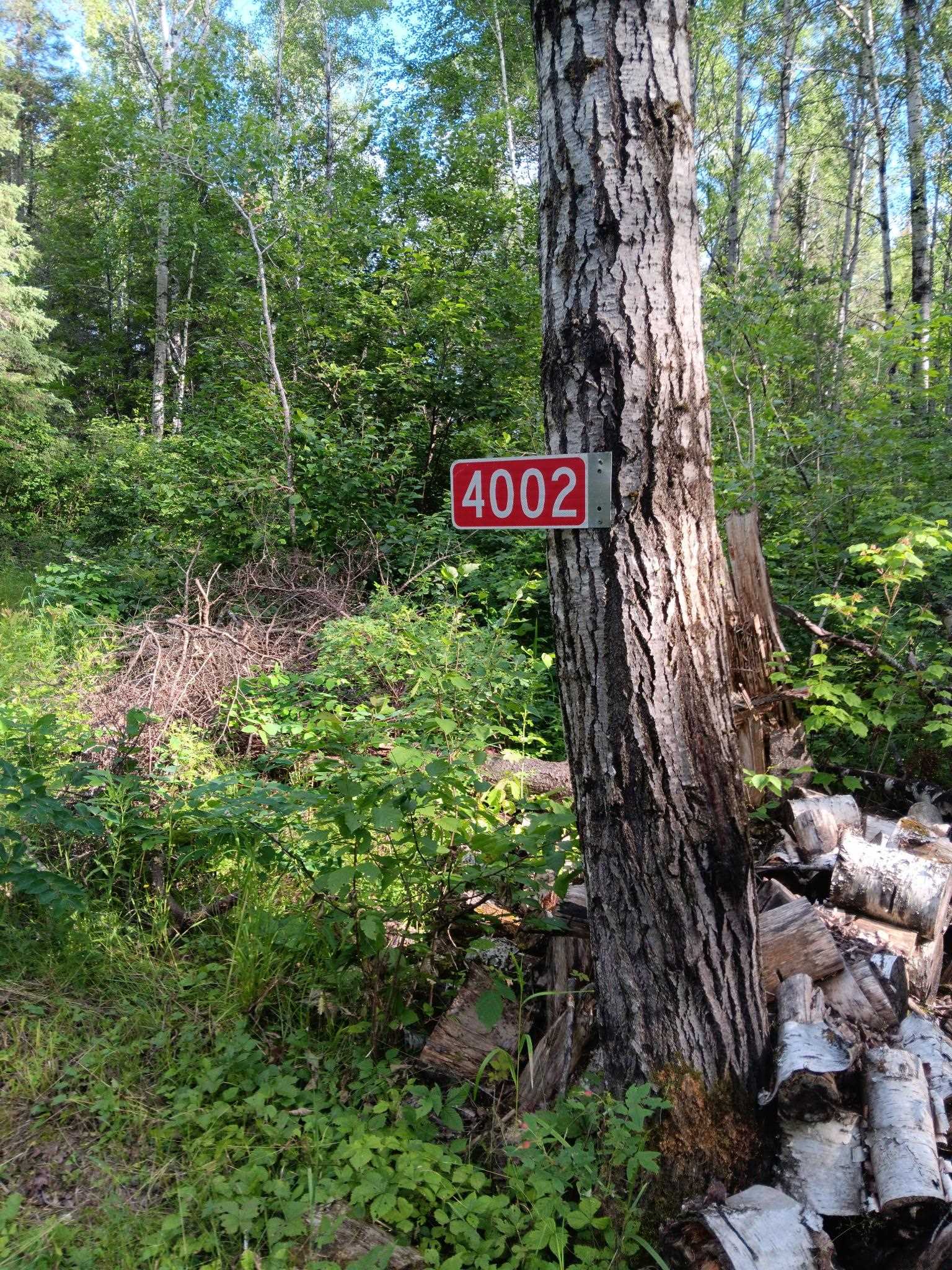 4002 Shilo Trail Ely, MN 55731 - Photo 7 of 15 Exterior view of a forest