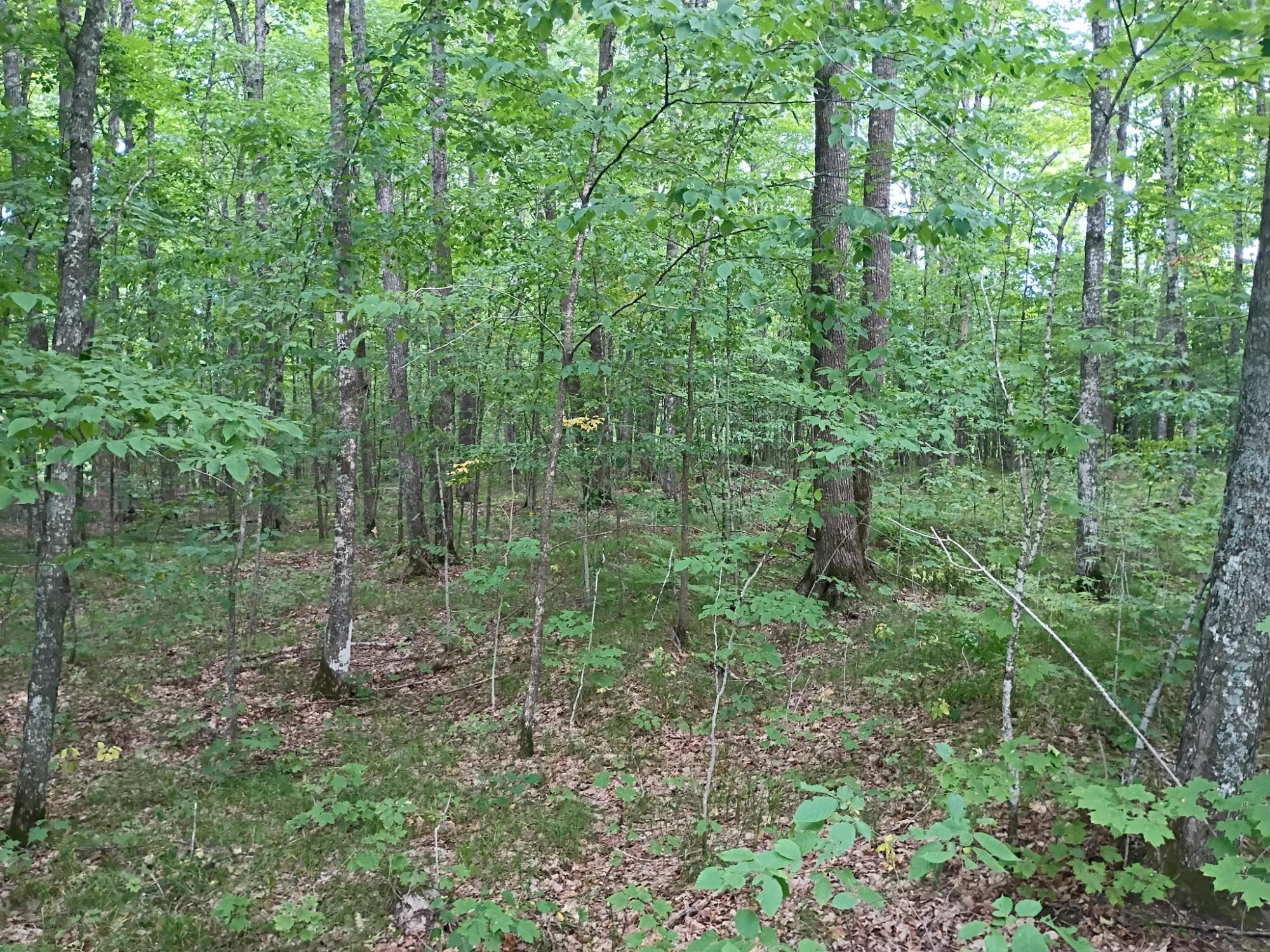 280-ac West Road Butternut, WI 54514 - Photo 23 of 33 Gallery Image 23