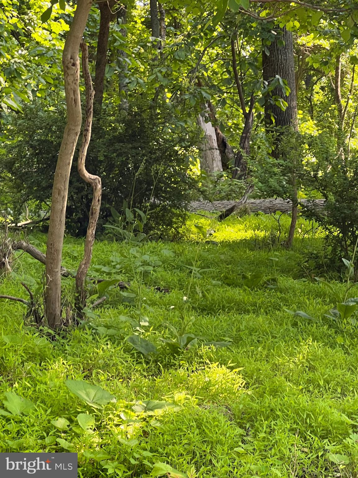 High Knob Road Front Royal, VA 22630 - Photo 3 of 9