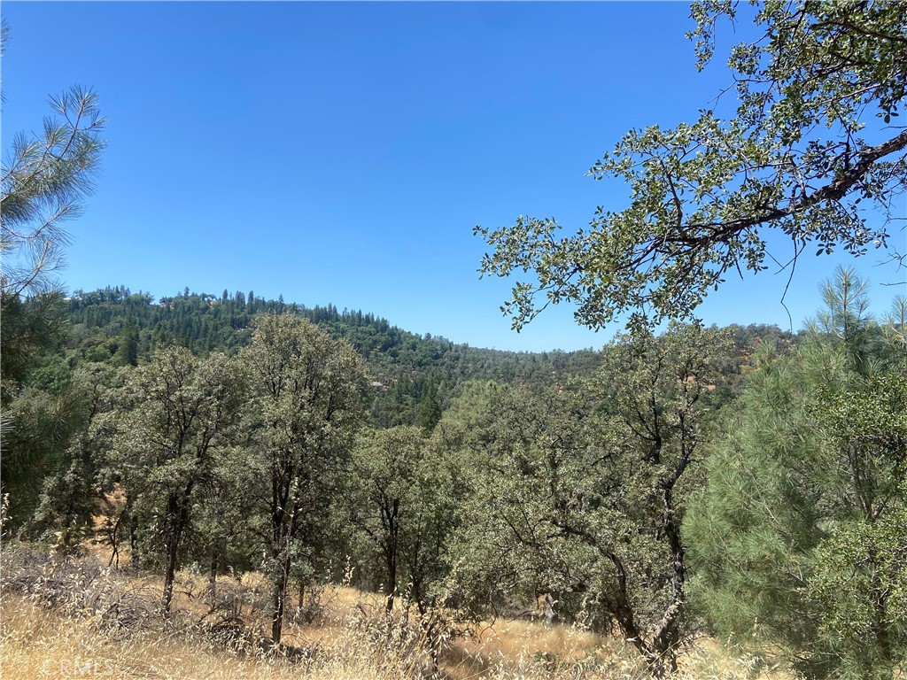 5737 Colorado Road Mariposa, CA 95338 - Photo 7 of 12 a view of a tree with a yard
