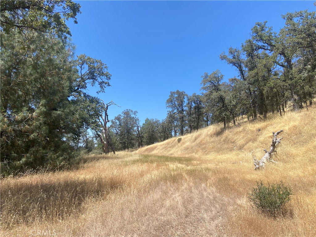 5737 Colorado Road Mariposa, CA 95338 - Photo 9 of 12 a view of a yard with a tree
