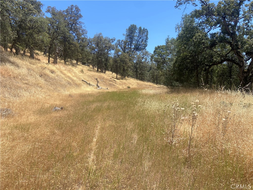 5737 Colorado Road Mariposa, CA 95338 - Photo 10 of 12 a view of a yard with trees in the background