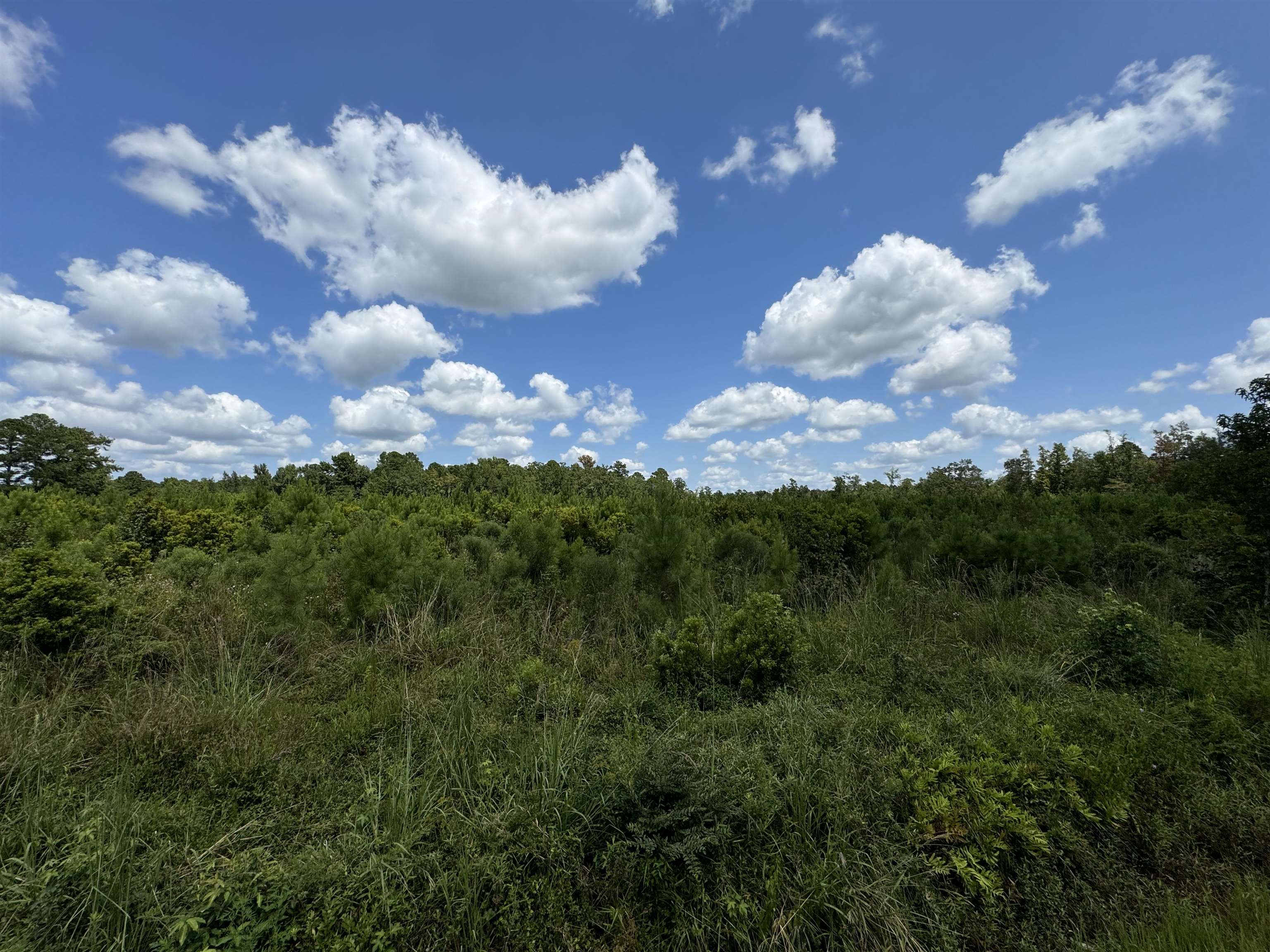 Tbd Graham Street Loris, SC 29569 - Photo 6 of 13 View of nature