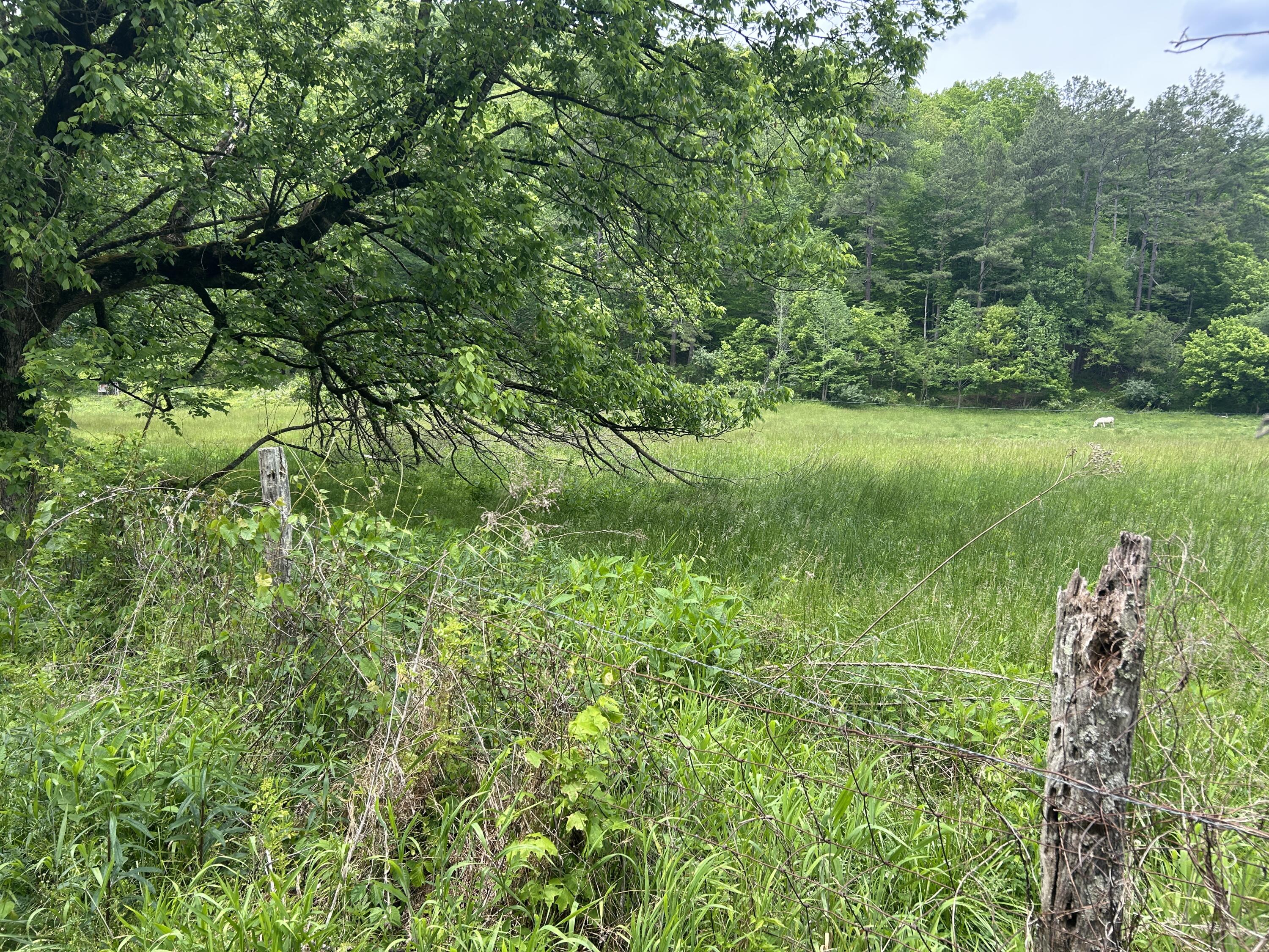 0 Jacks Creek Road Oneida, KY 40972 - Photo 5 of 7 (Upload-from-mobile-1778091253)IMG_5629