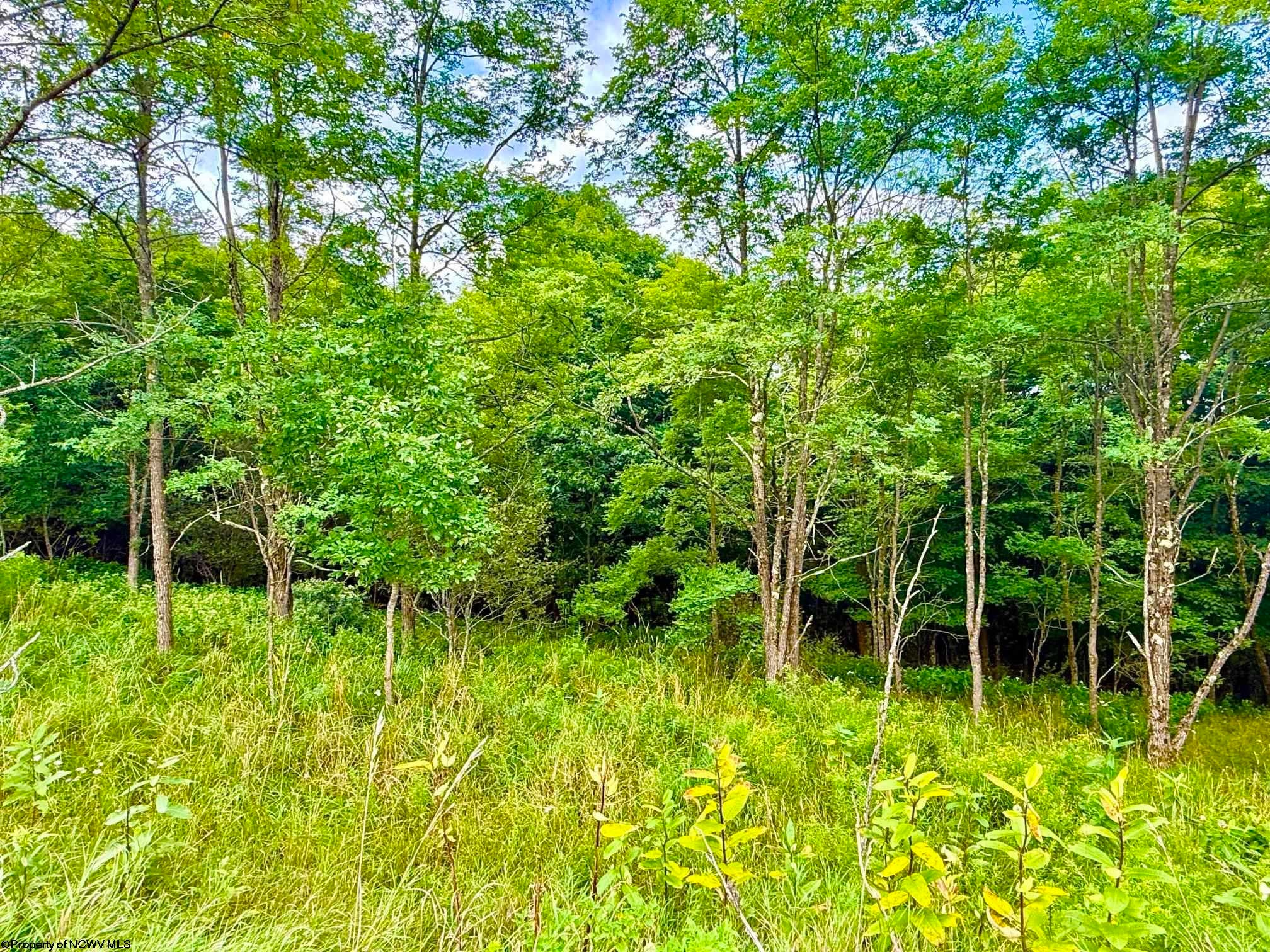Lot 46 Thunderstruck Road Dryfork, WV 26263 - Photo 1 of 11 Gallery Image 1