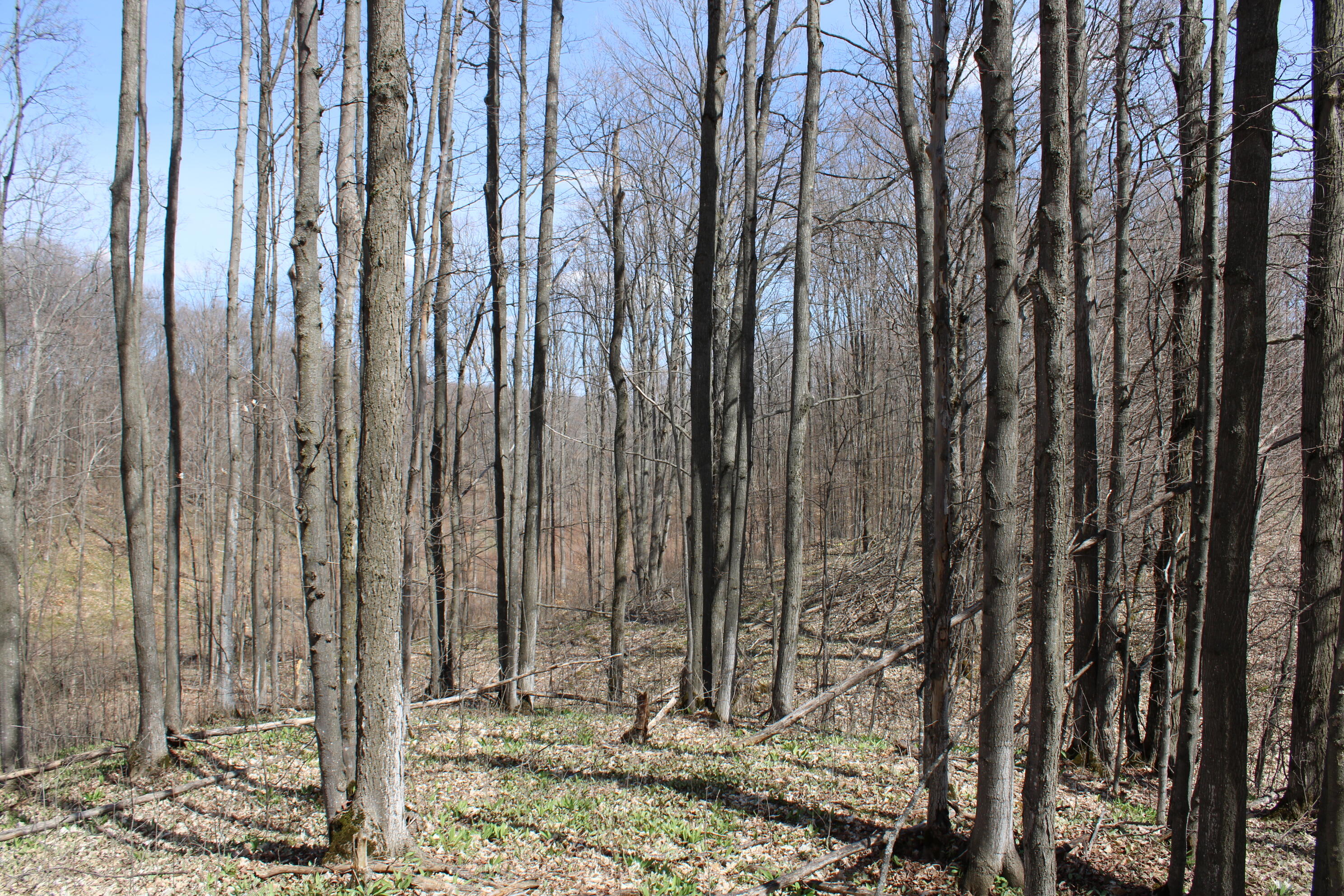 -vl Pyke School Road Gaylord, MI 49735 - Photo 20 of 24 IMG_2987