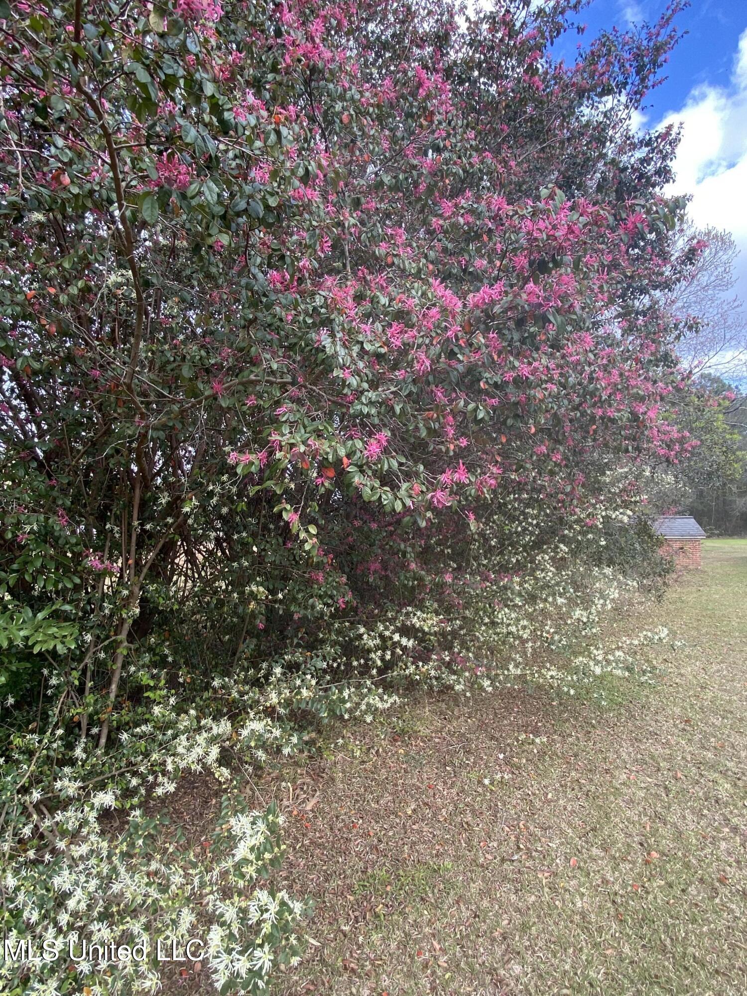 16533 Campground Road Vancleave, MS 39565 - Photo 6 of 50 IMG_6572