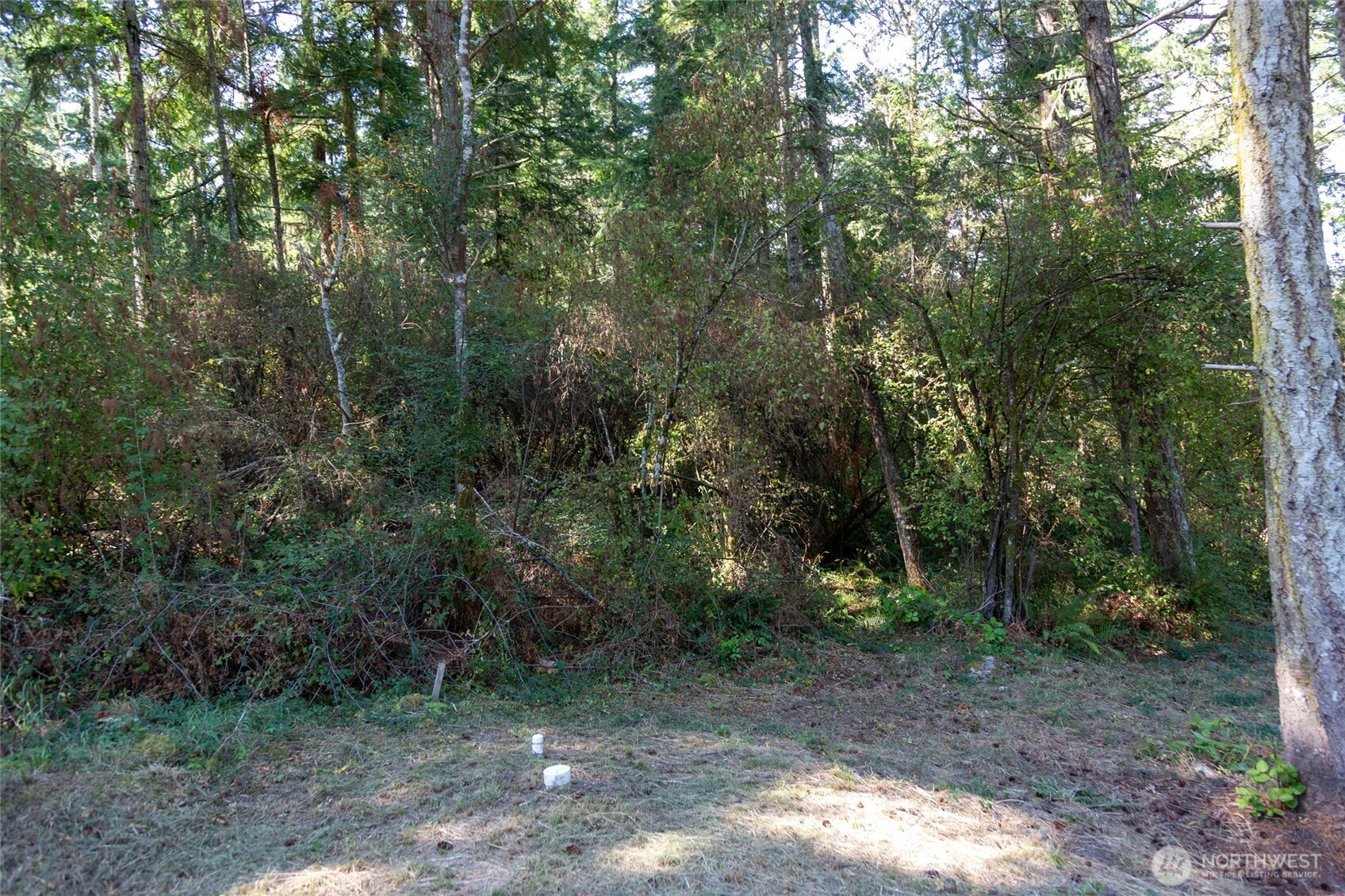 62 Quadra Lane Friday Harbor, WA 98250 - Photo 7 of 10 a view of a forest filled with trees