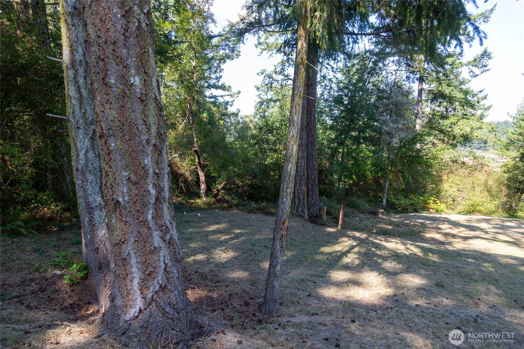 62 Quadra Lane Friday Harbor, WA 98250 - Photo 8 of 10 a view of a forest filled with trees