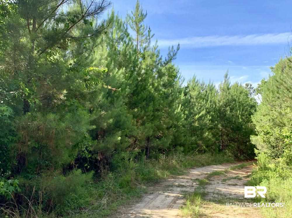 0 Country Road Uriah, AL 36480 - Photo 42 of 49