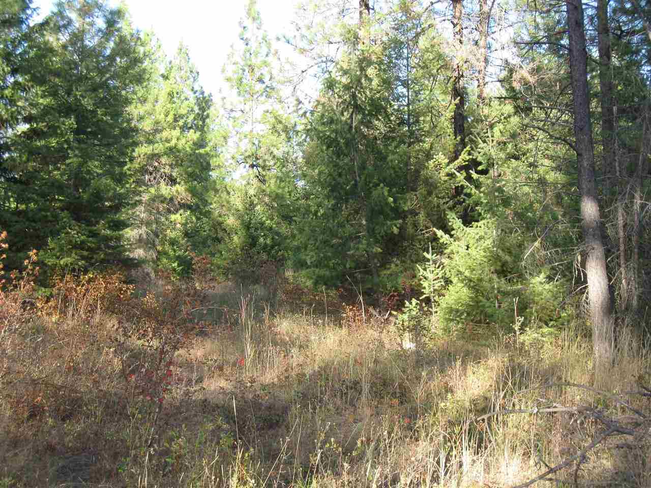 0 Spring Valley Road, Unit BETTY MAE WAY Newport, WA 99156 - Photo 13 of 19 Gallery Image 13