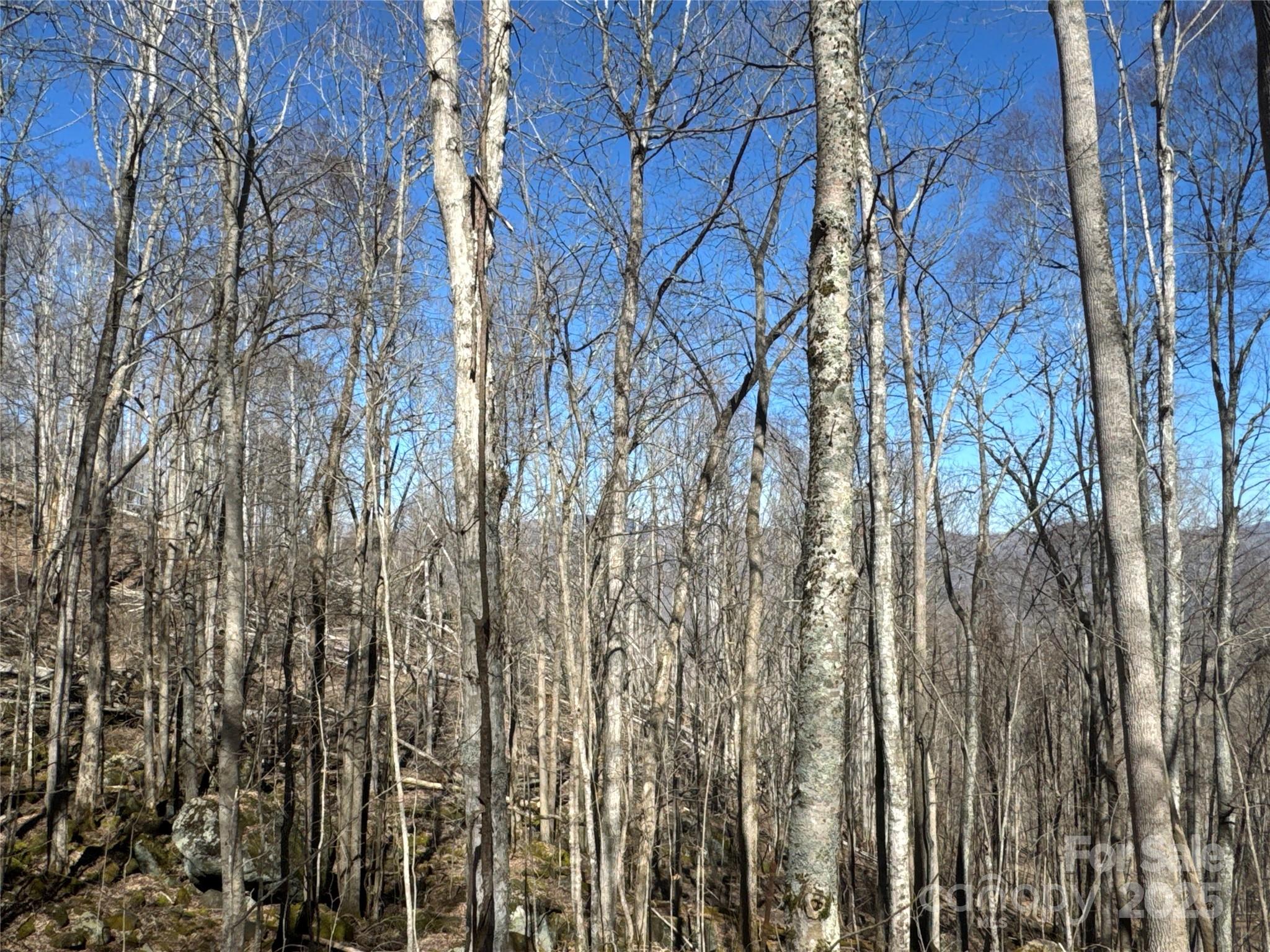 0 Beech Thicket Springs Road, Unit 40 Bakersville, NC 28705 - Photo 11 of 17 a view of forest