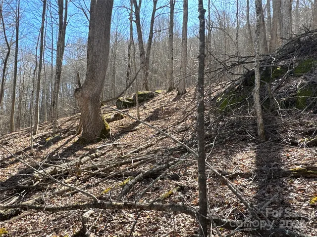 a view of a forest with a tree