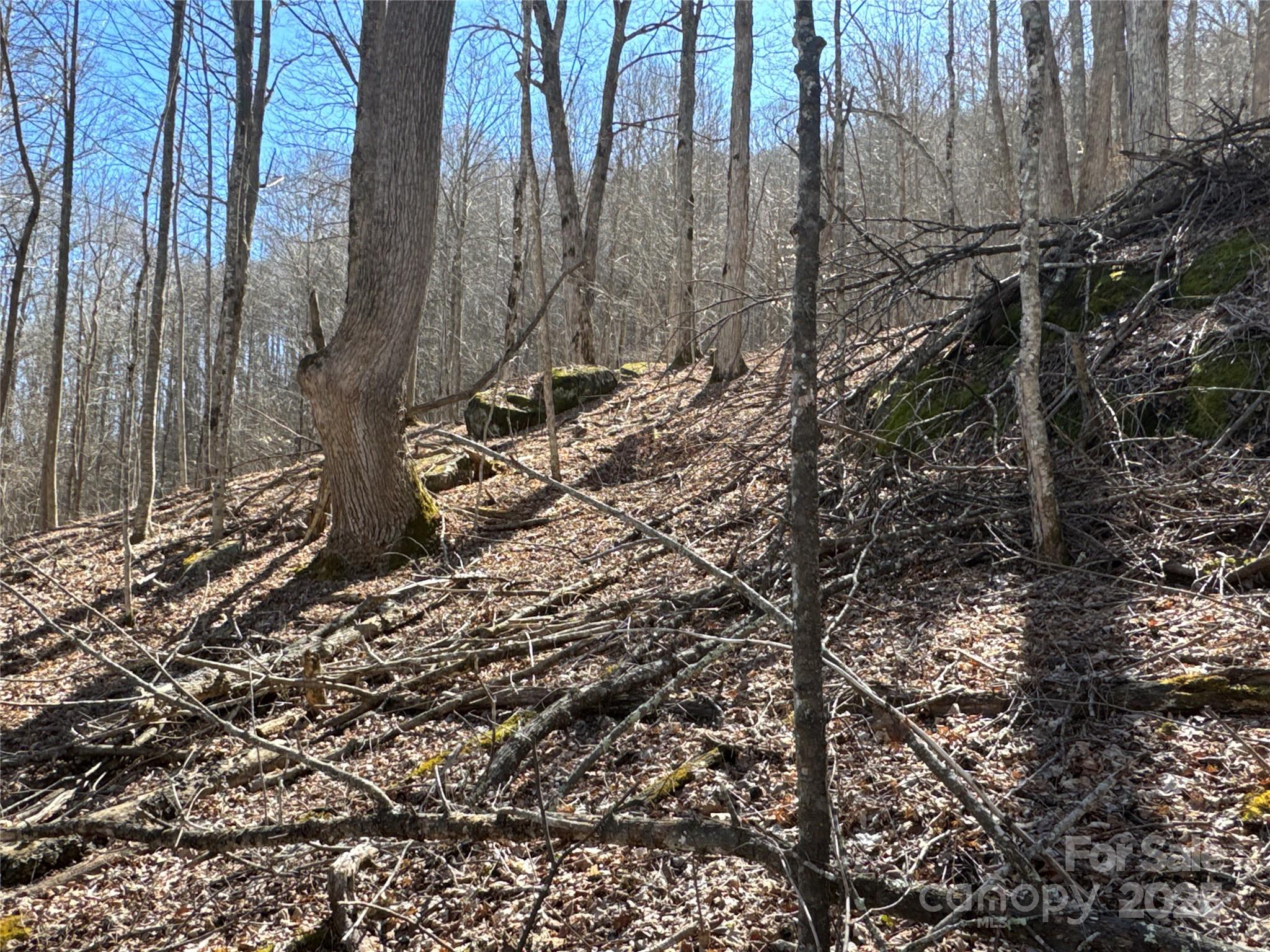 0 Beech Thicket Springs Road, Unit 40 Bakersville, NC 28705 - Photo 2 of 17 a view of a forest with a tree