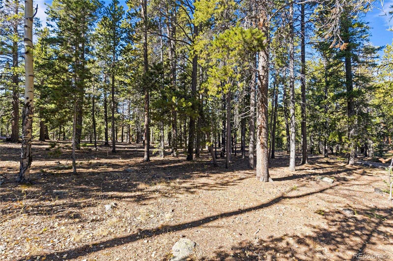 10684 Beas Drive Conifer, CO 80433 - Photo 2 of 38 a view of a yard with trees