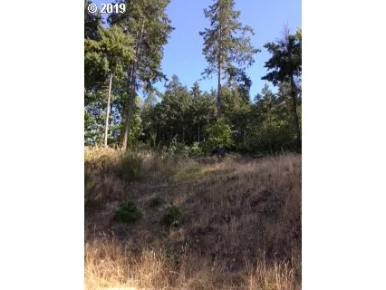 a view of a forest