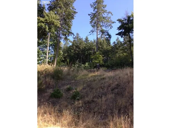 a view of a forest with trees in front of it