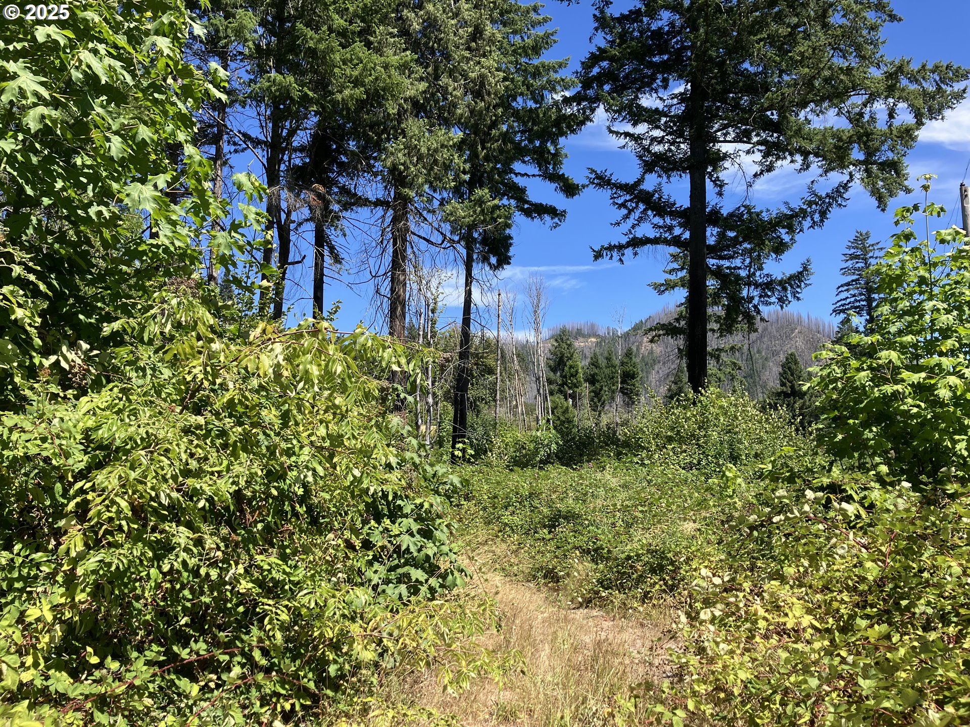 Blue River Drive Vida, OR 97488 - Photo 11 of 15