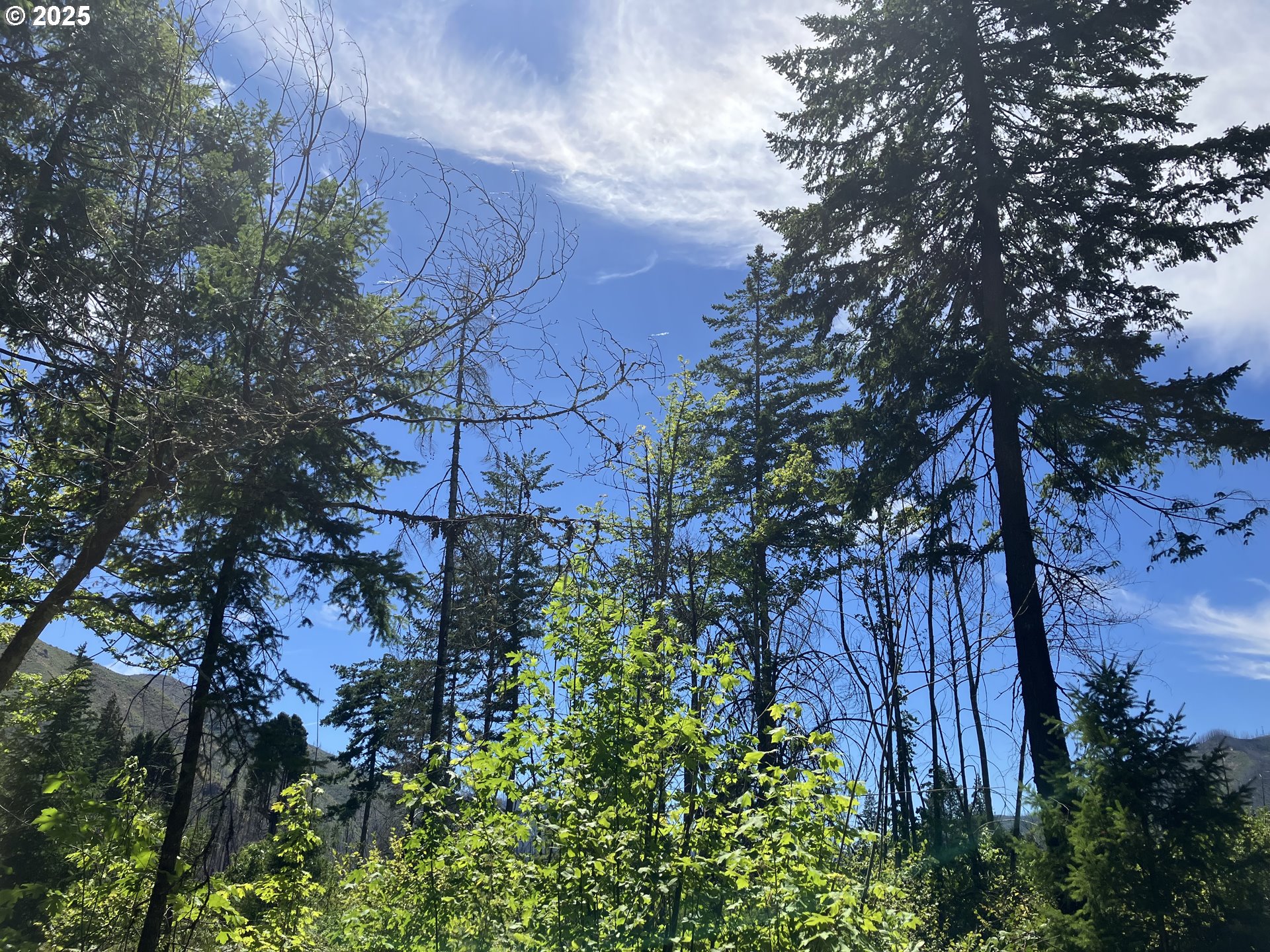 Blue River Drive Vida, OR 97488 - Photo 12 of 15