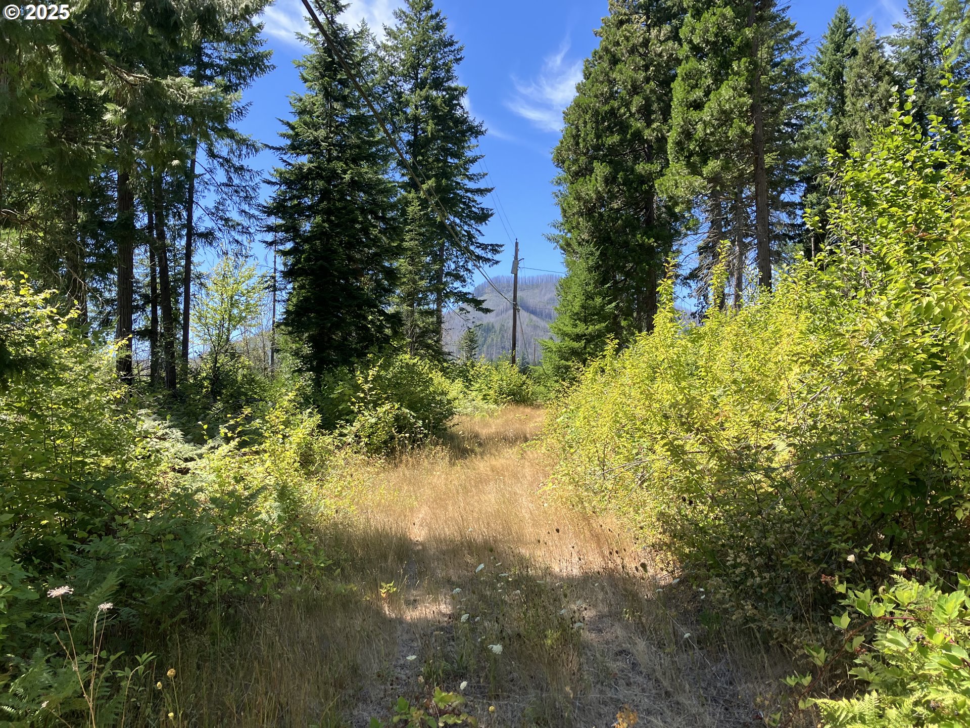 Blue River Drive Vida, OR 97488 - Photo 6 of 15