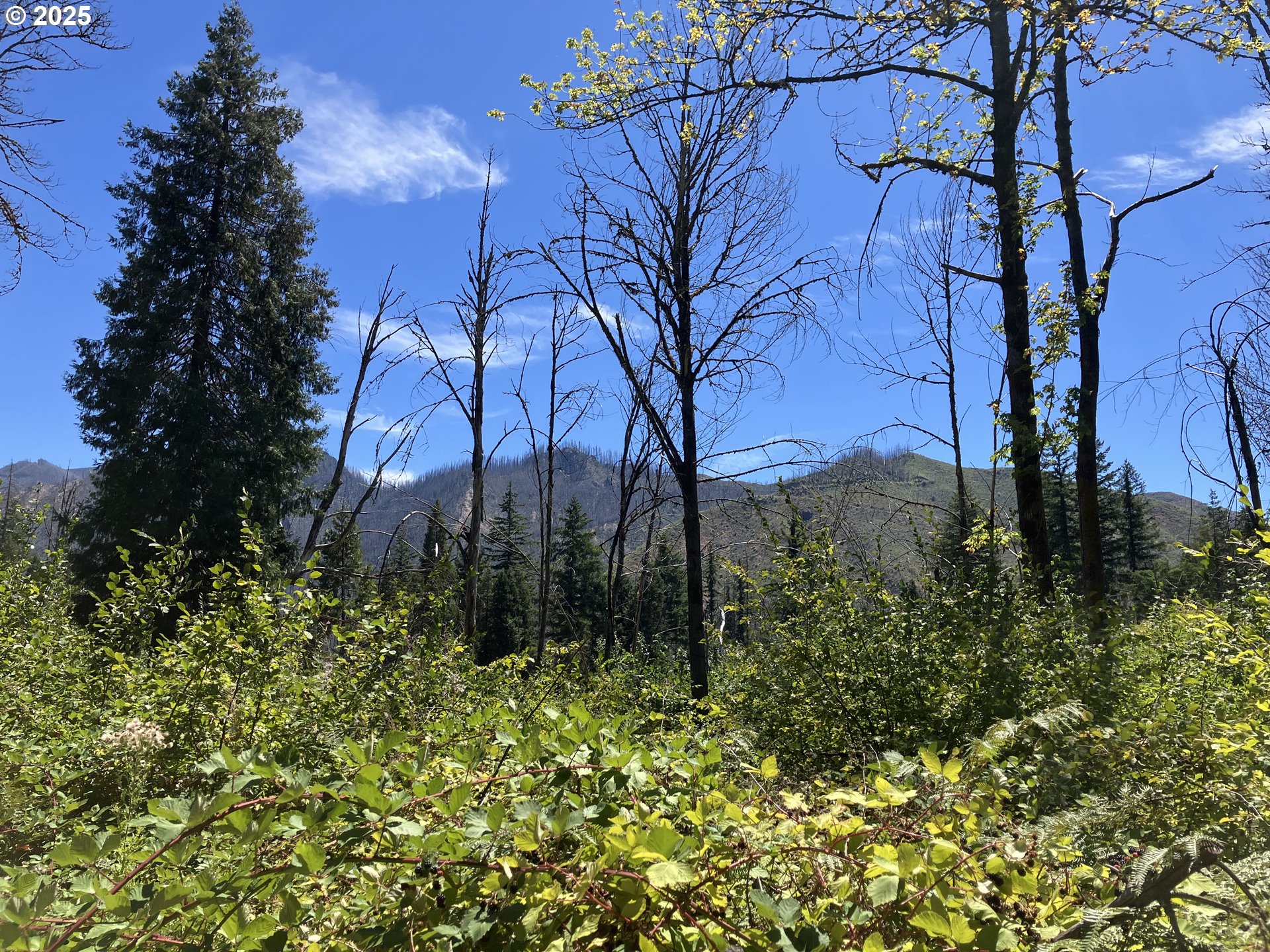Blue River Drive Vida, OR 97488 - Photo 10 of 15