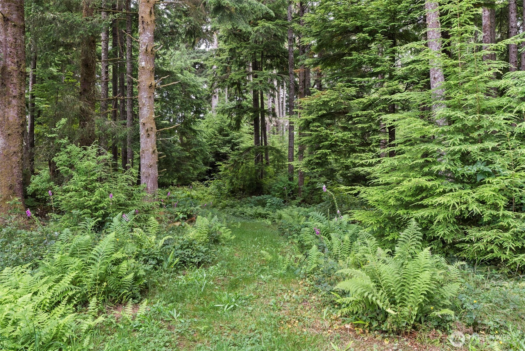 33 Rustemeyer Road Aberdeen, WA 98520 - Photo 39 of 39 a view of a lush green forest