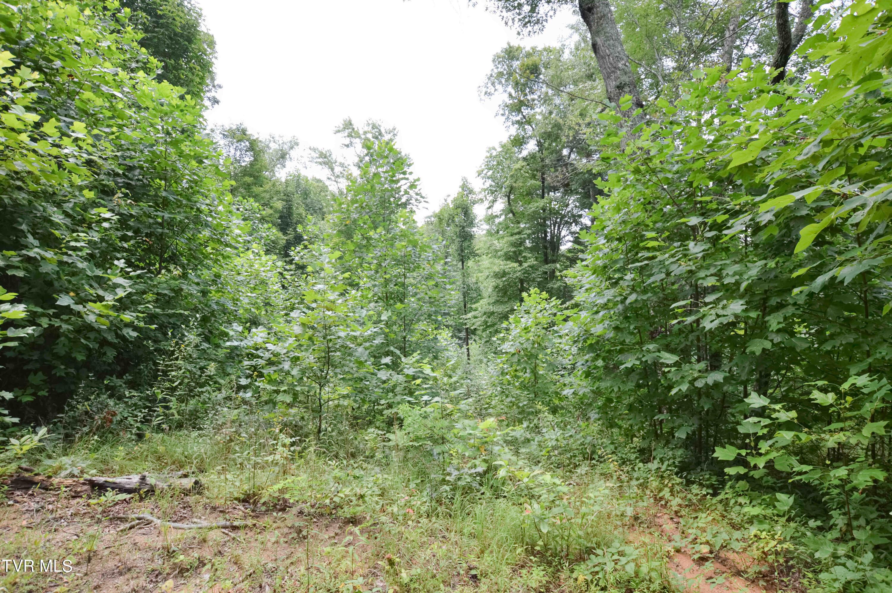 851 Browns Branch Road Hampton, TN 37658 - Photo 27 of 40 851 Browns-27-01