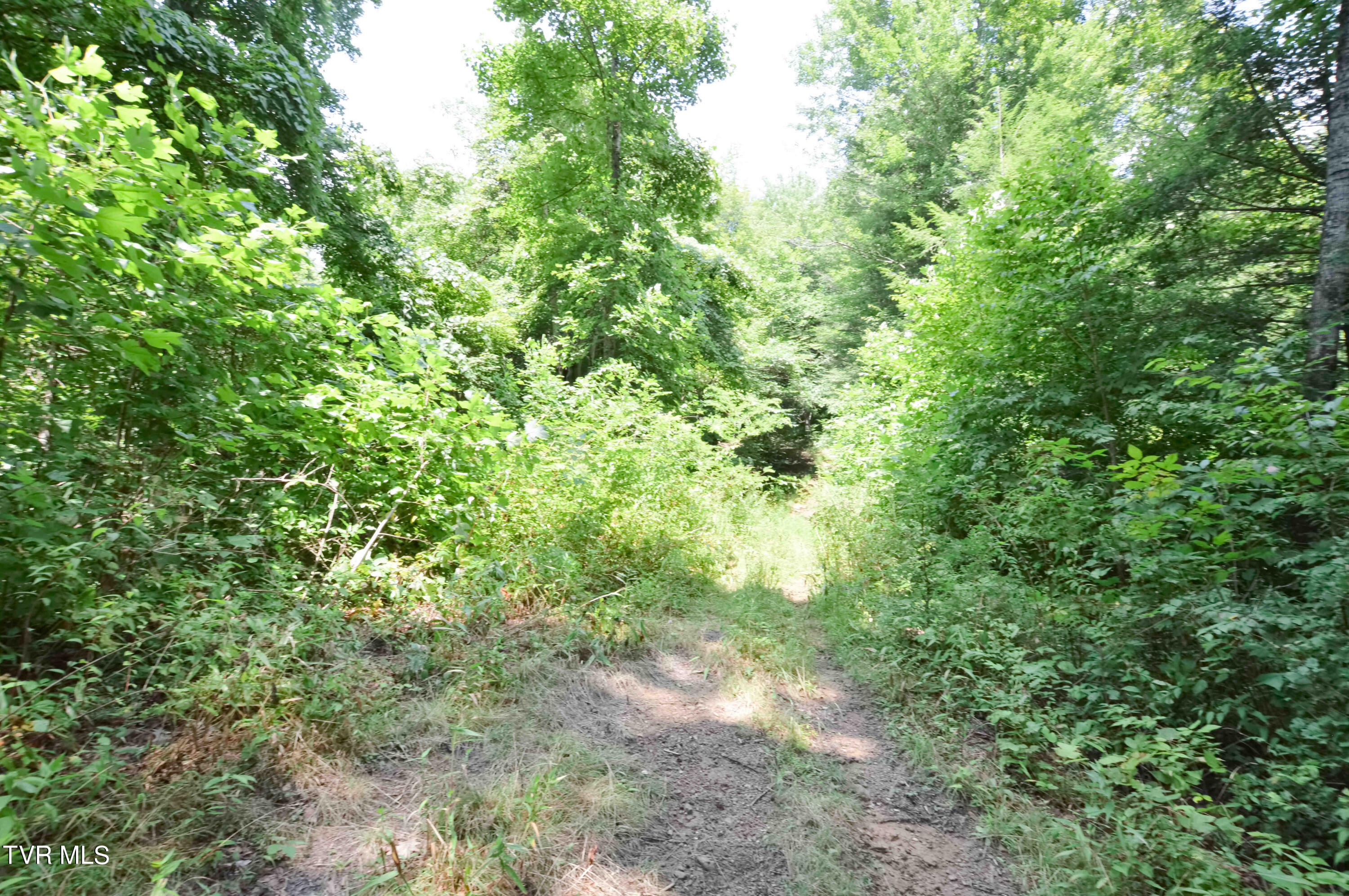 851 Browns Branch Road Hampton, TN 37658 - Photo 29 of 40 851 Browns-29-01