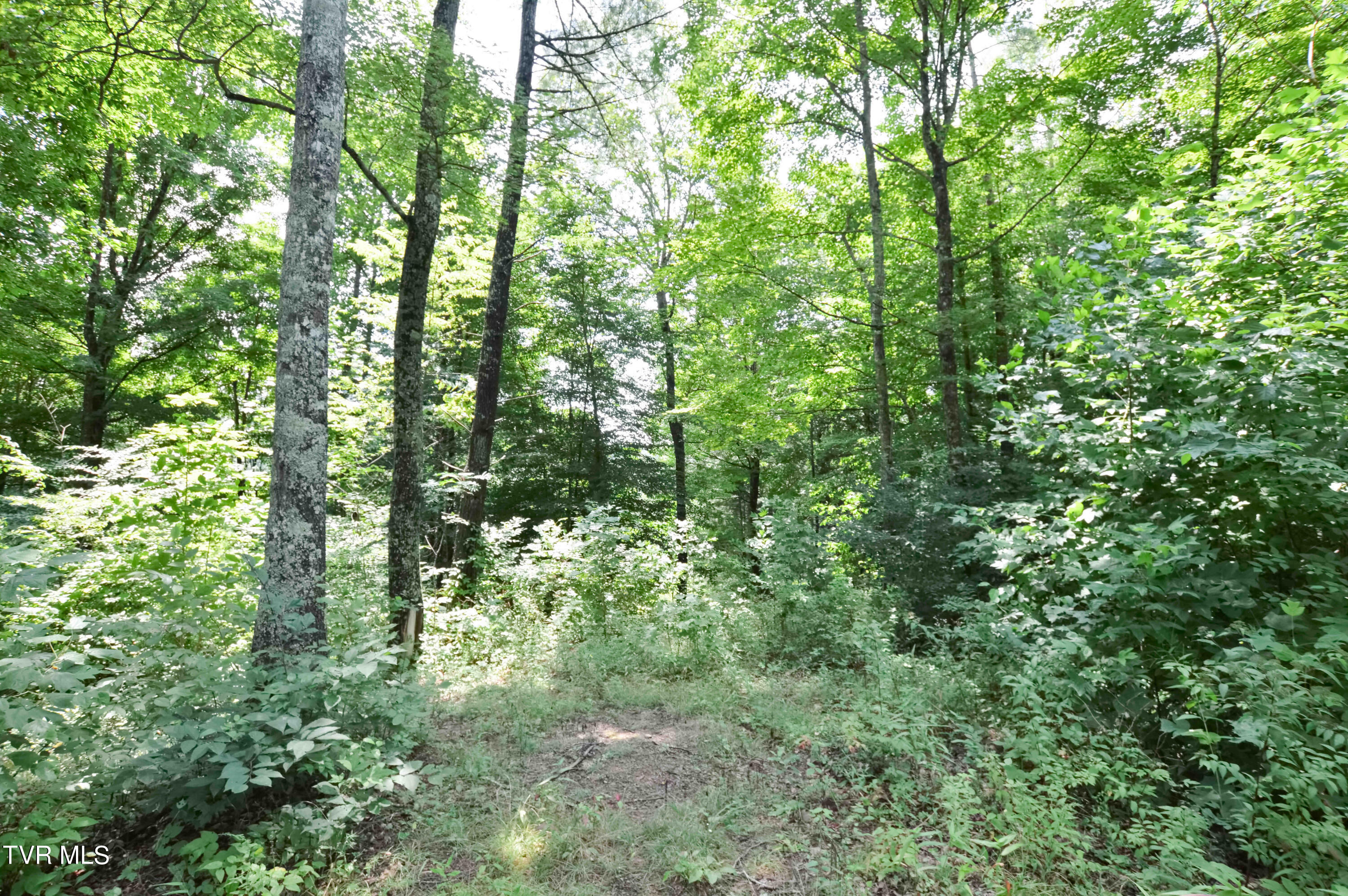 851 Browns Branch Road Hampton, TN 37658 - Photo 30 of 40 851 Browns-30-01