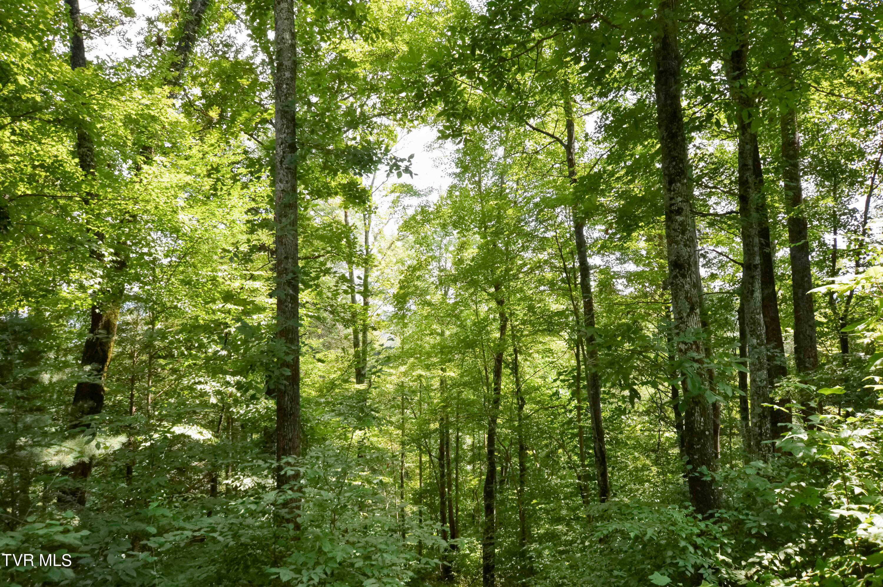 851 Browns Branch Road Hampton, TN 37658 - Photo 31 of 40 851 Browns-32-01