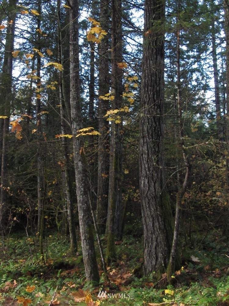 891 Cannon Road Packwood, WA 98361 - Photo 1 of 4 Gallery Image 1
