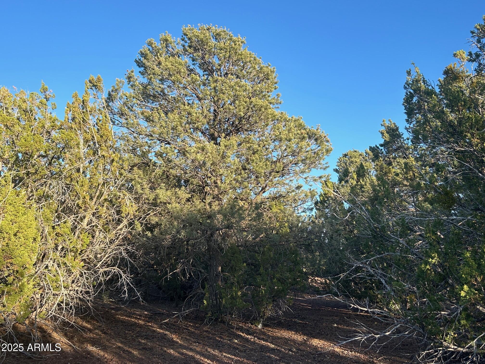 Lot 33 Ridgeview Lane, Unit 33 Concho, AZ 85924 - Photo 7 of 19 IMG_3534