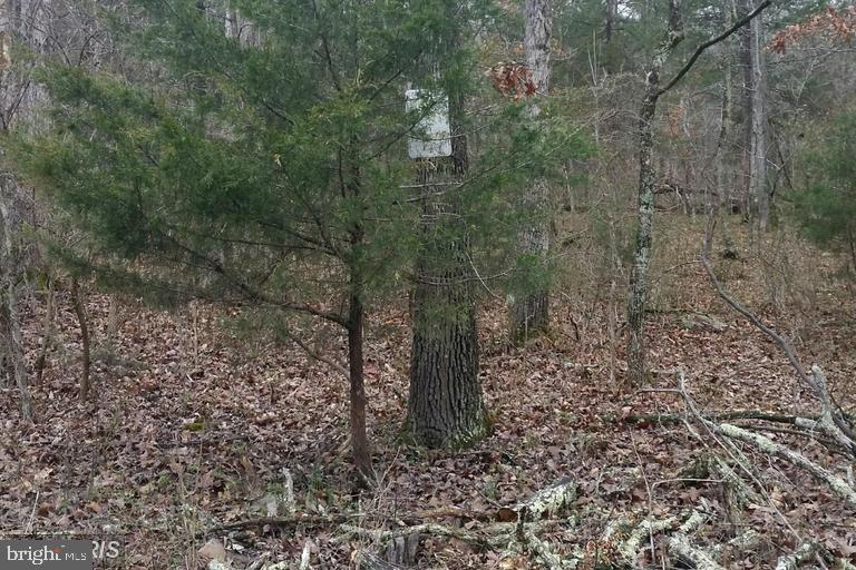 0 Panhandle Road Bentonville, VA 22610 - Photo 1 of 2 Shenandoah River within walking distance