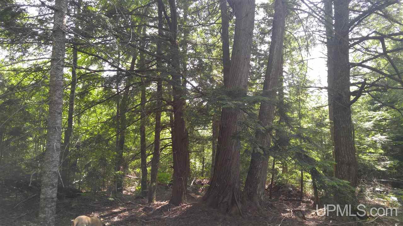 33-acres Sigar Camp Road Seney, MI 49883 - Photo 4 of 22