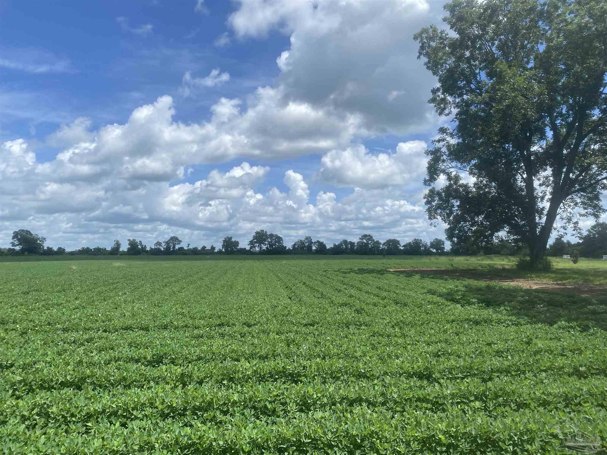 4400 Highway 4 Jay, FL 32565 - Photo 2 of 4