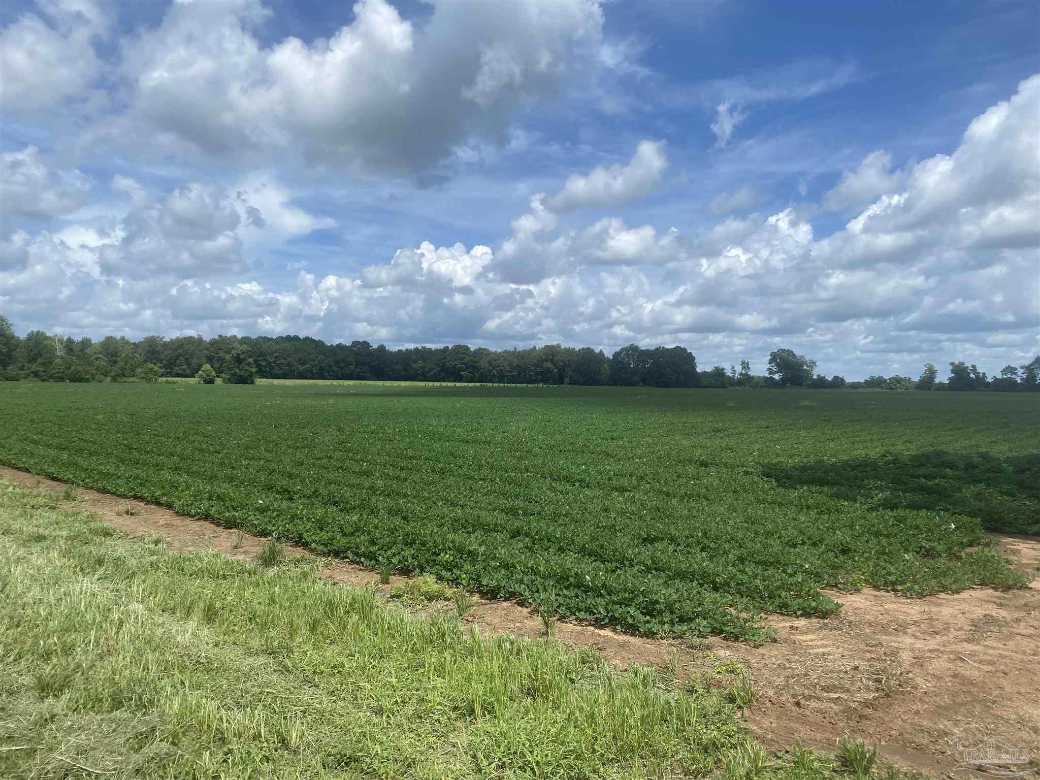 4400 Highway 4 Jay, FL 32565 - Photo 4 of 4