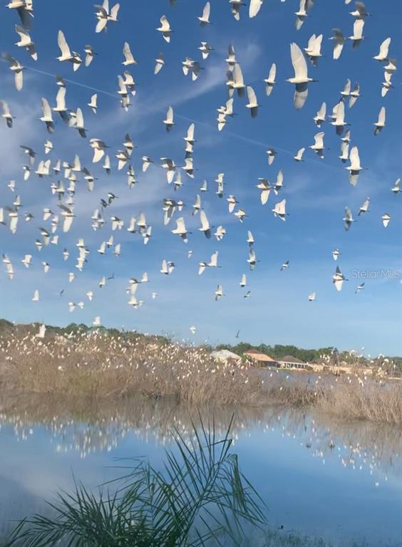 4718 Waterside Pointe Circle Orlando, FL 32829 - Photo 25 of 30 a view of an outdoor space and a yard