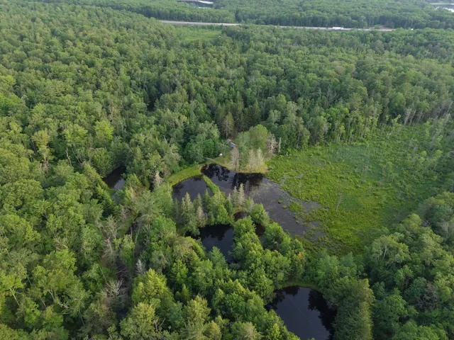 a view of a forest with a yard