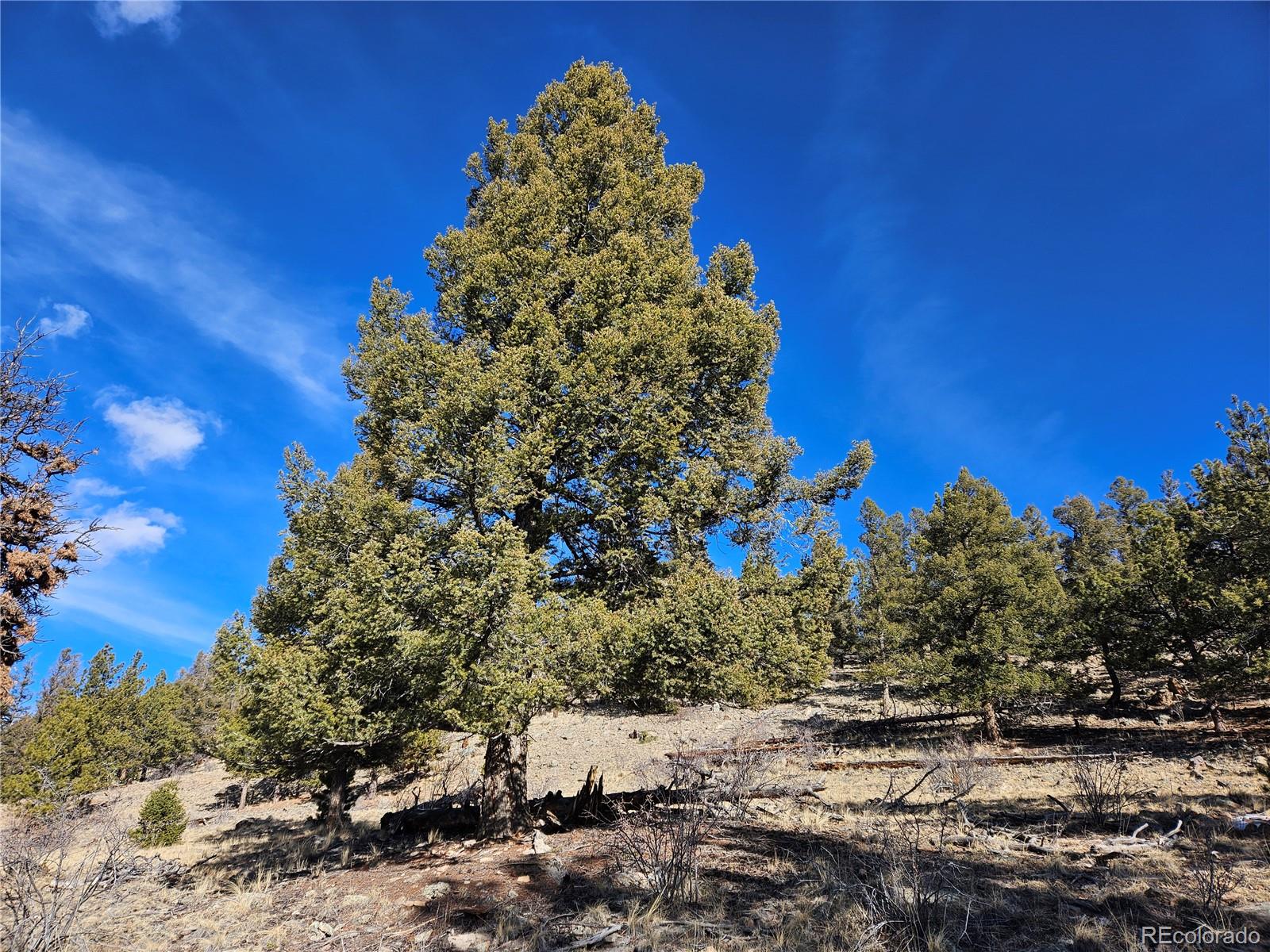 Bonell Drive Fairplay, CO 80440 - Photo 7 of 45