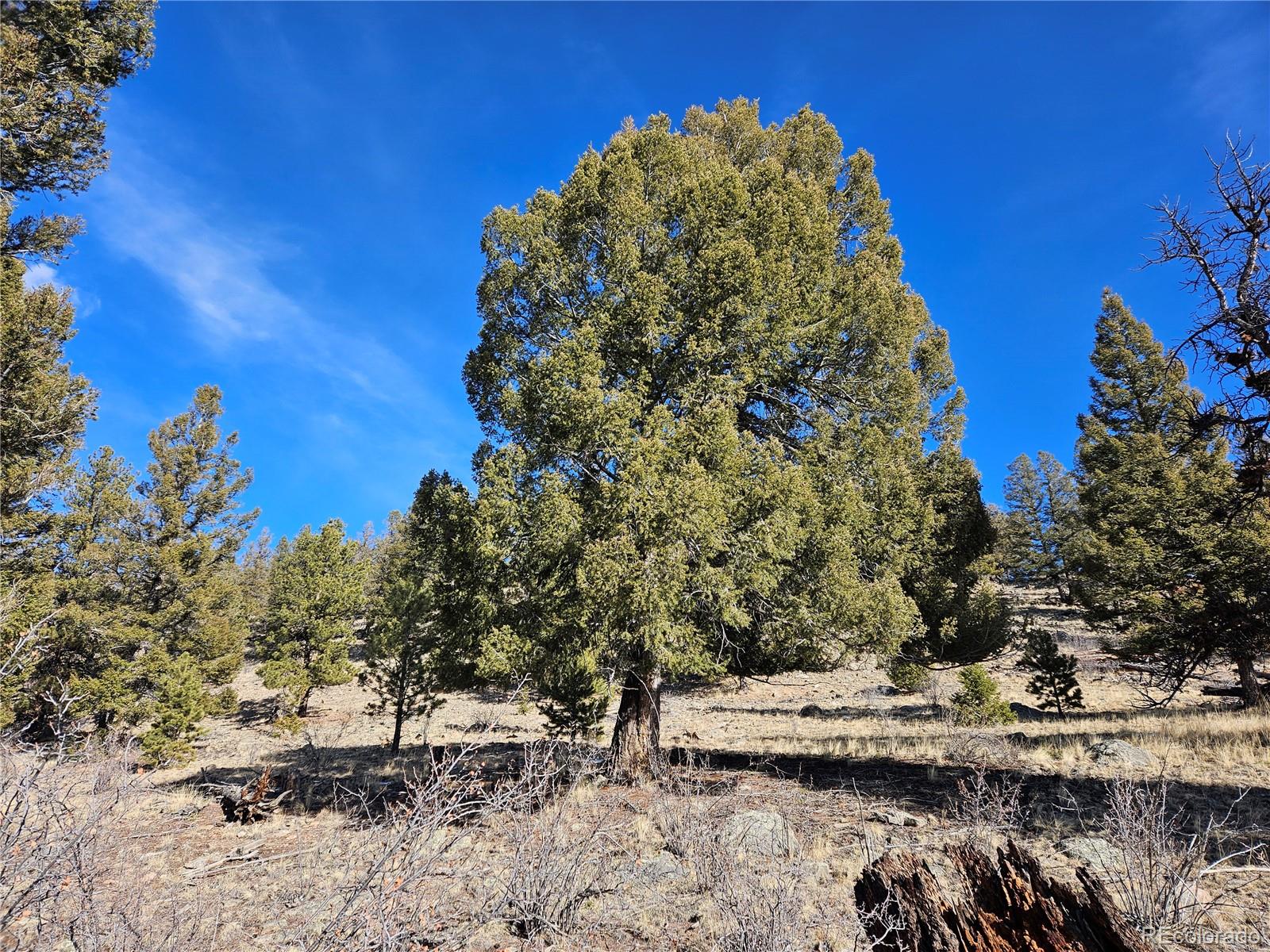 Bonell Drive Fairplay, CO 80440 - Photo 9 of 45