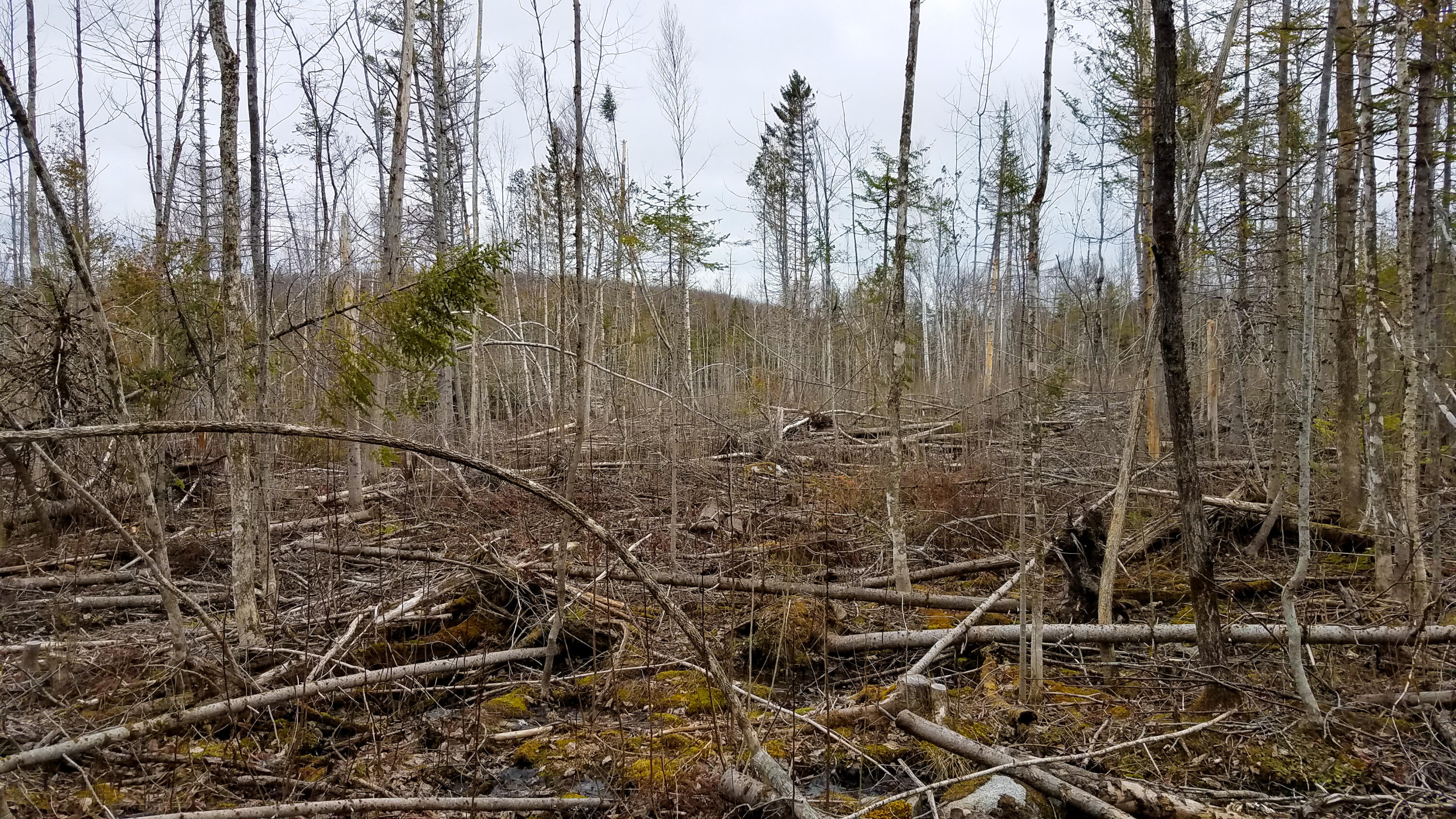 Lot 30 Charleston Road Dexter, ME 04930 - Photo 17 of 42 Lot 30 (13 of 38)