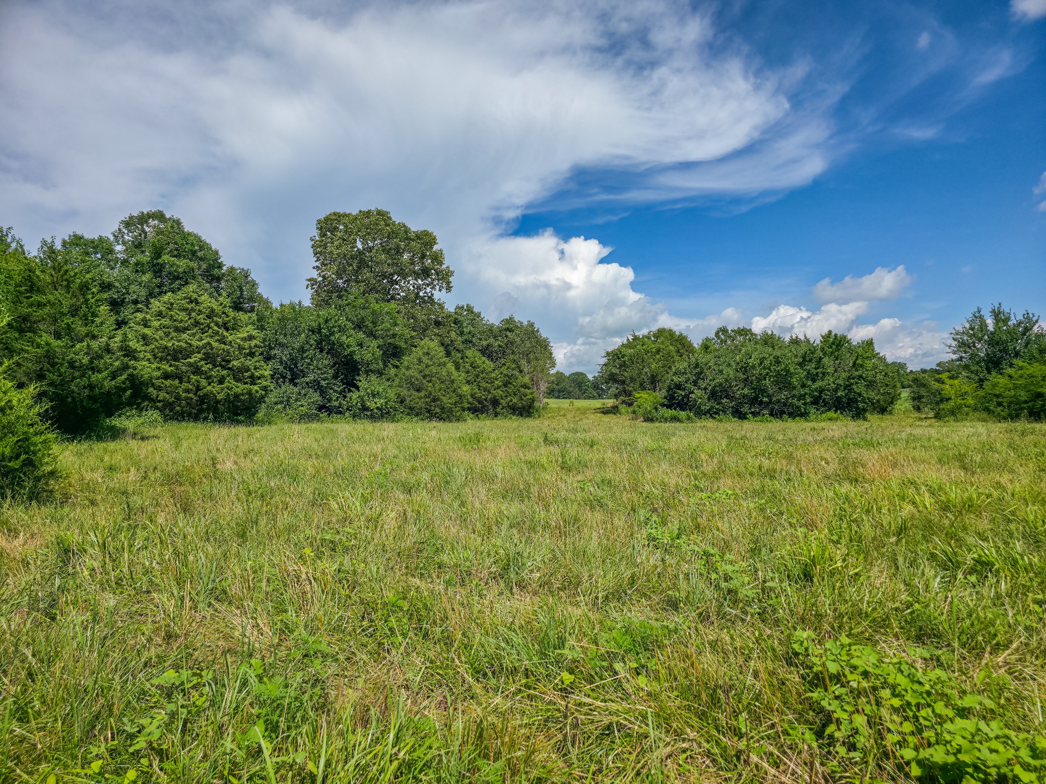Undisclosed Address Columbia, TN 38401 - Photo 6 of 19 a view of a green yard