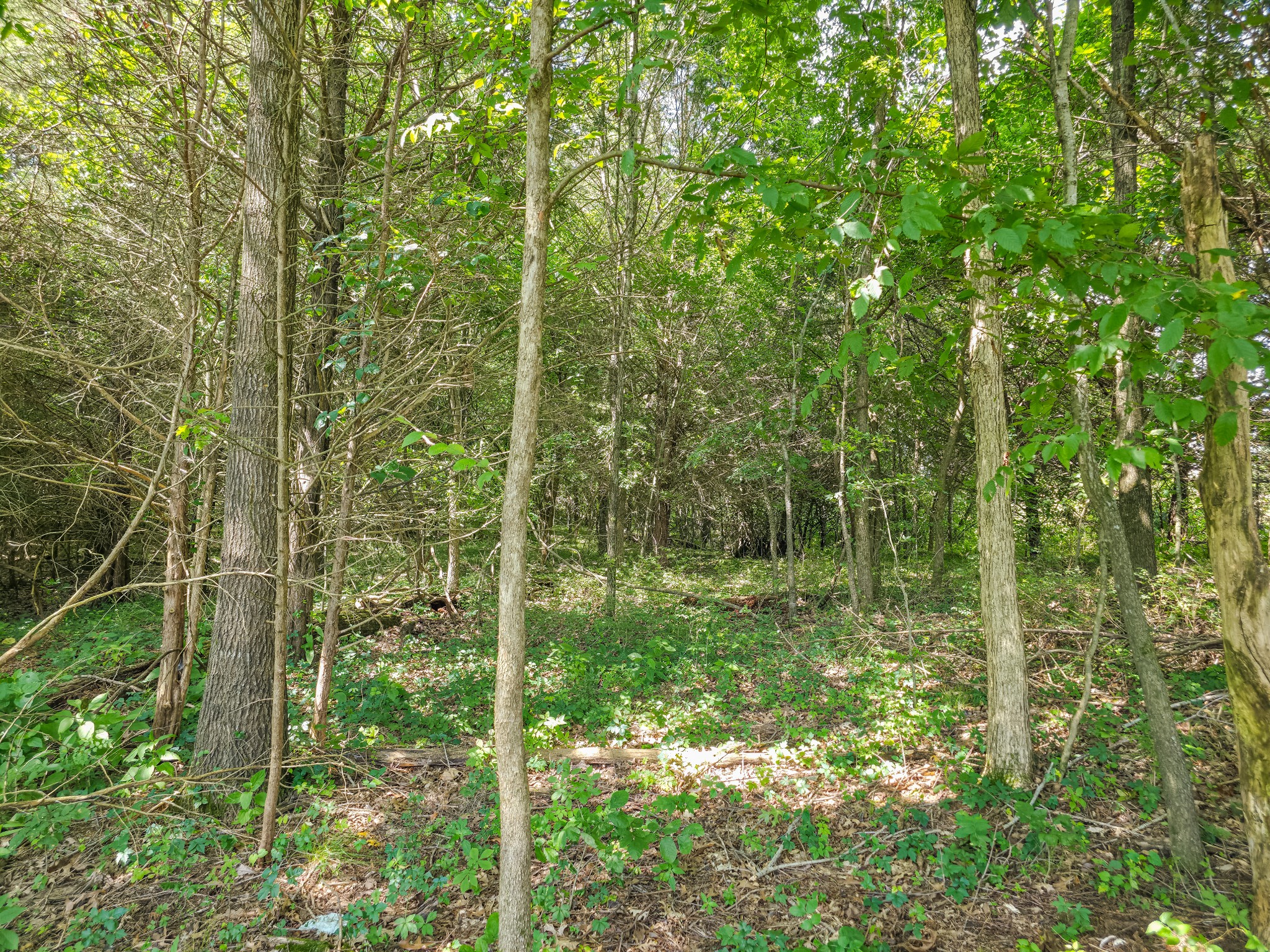 Undisclosed Address Columbia, TN 38401 - Photo 9 of 19 a view of a forest with a tree