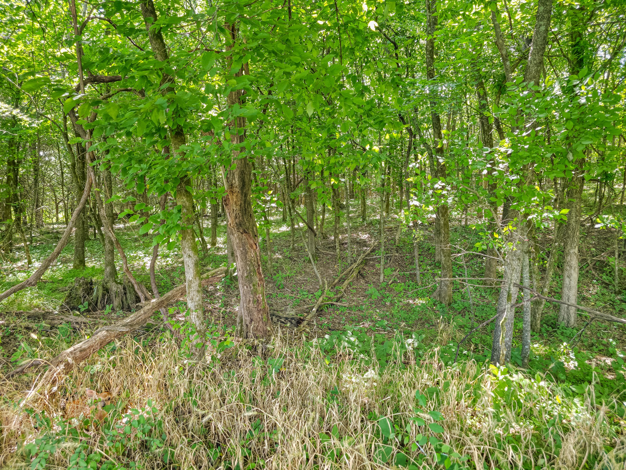 Undisclosed Address Columbia, TN 38401 - Photo 10 of 19 a view of a lush green forest
