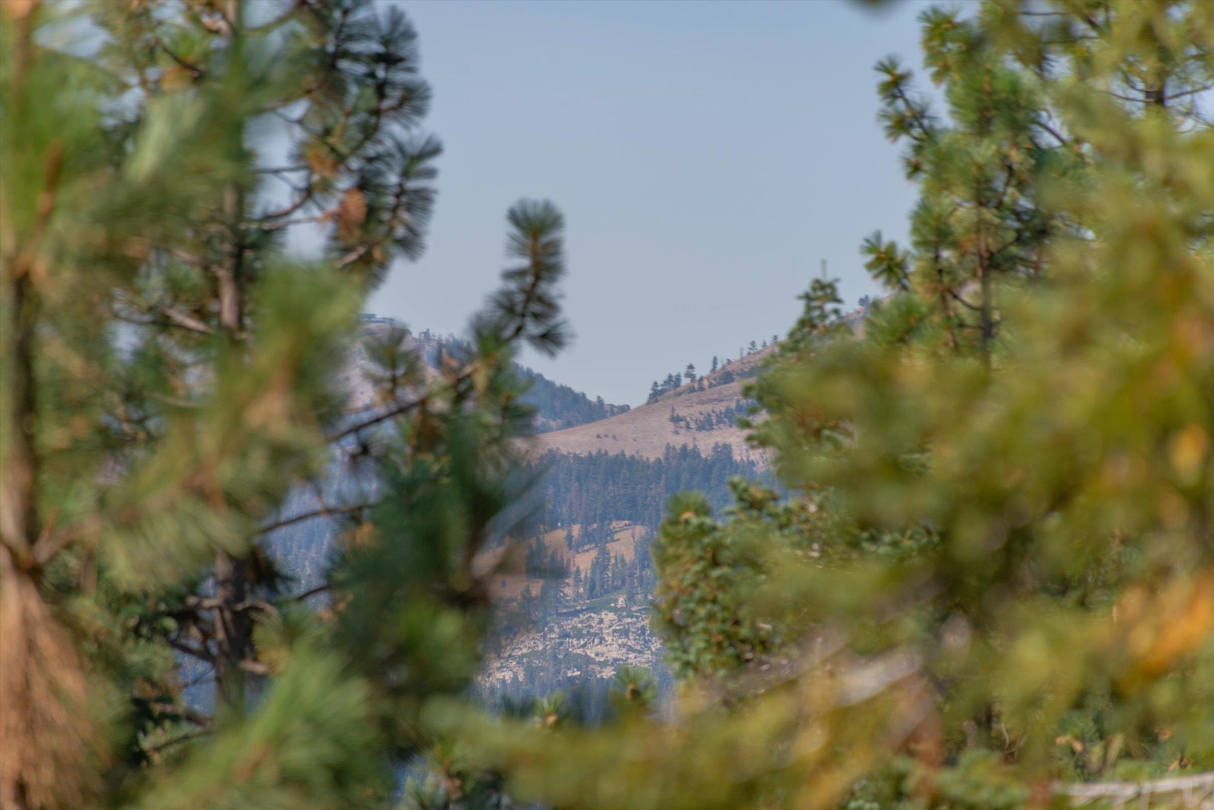 12860 Dulzura Street Truckee, CA 96161 - Photo 8 of 21 a view of a tree
