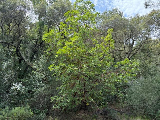 11 Little Uvas Road Morgan Hill, CA 95037 - Photo 27 of 40