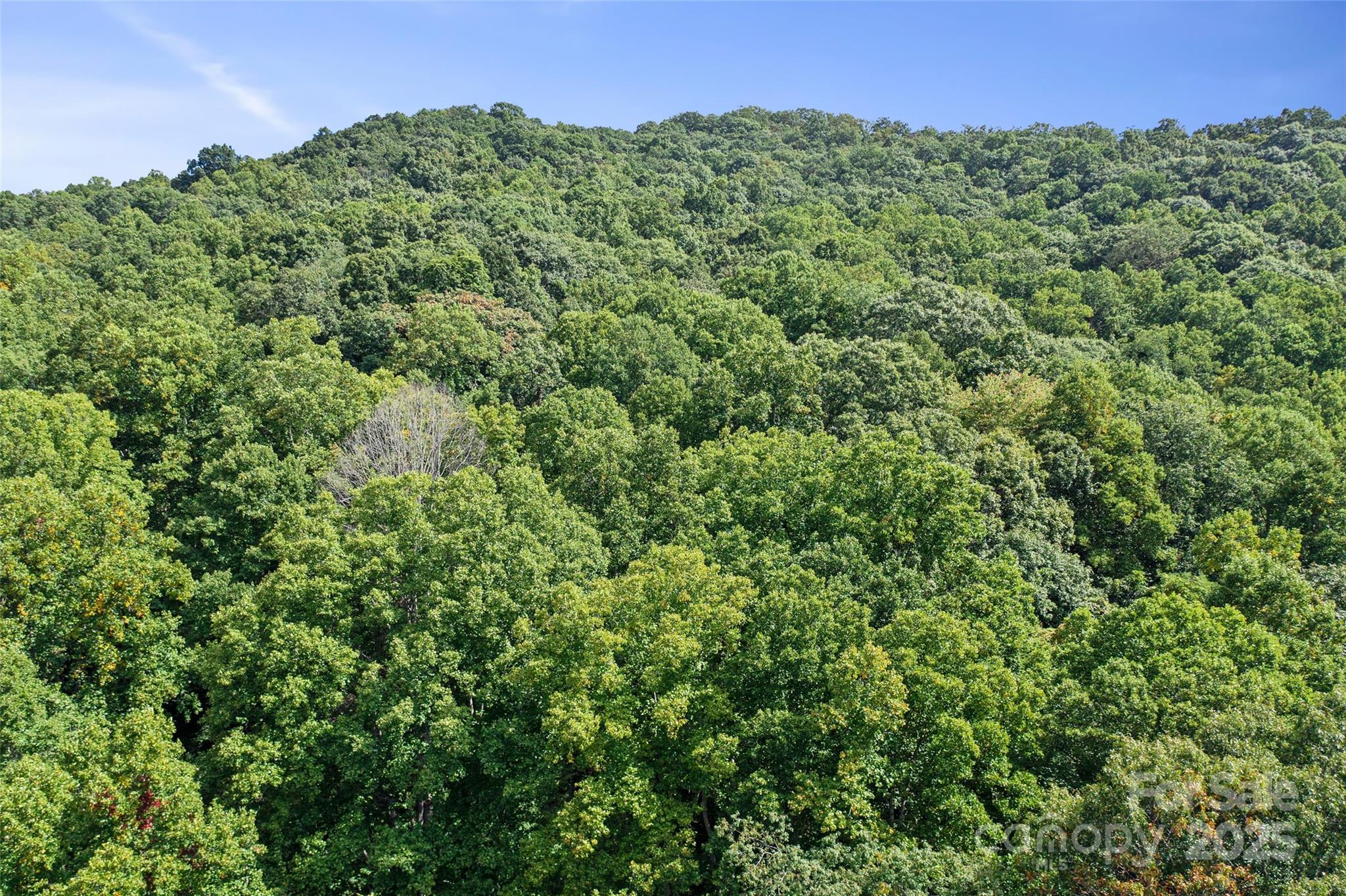 99999 Moody Cove Road Weaverville, NC 28787 - Photo 18 of 20 a view of a green field with lots of bushes