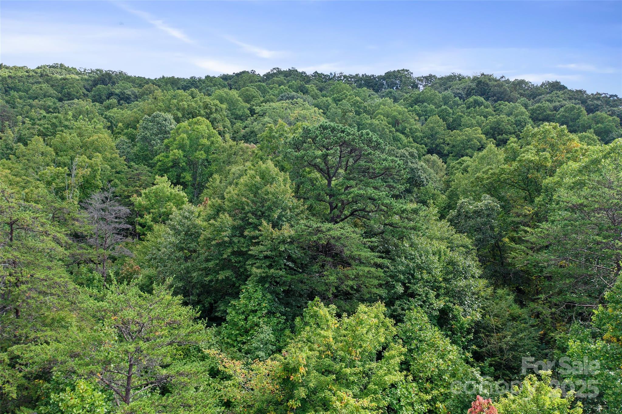 99999 Moody Cove Road Weaverville, NC 28787 - Photo 20 of 20 a view of a lush green forest with lots of trees