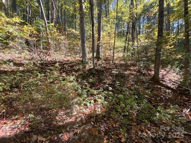 99999 Moody Cove Road Weaverville, NC 28787 - Photo 3 of 20 a view of forest
